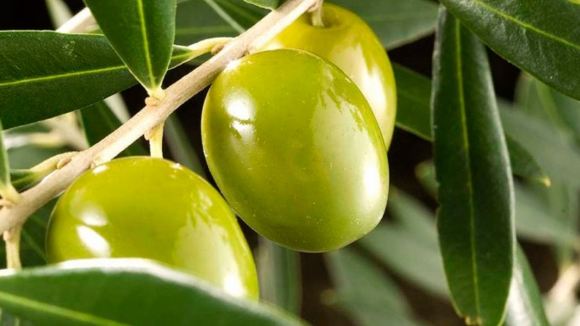 Desde la UBA, obtienen aceites de oliva en el AMBA con igual calidad a los del Mediterráneo