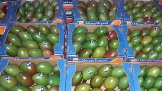 Mangos y frutos tropicales de Naineck rumbo a mercados nacionales