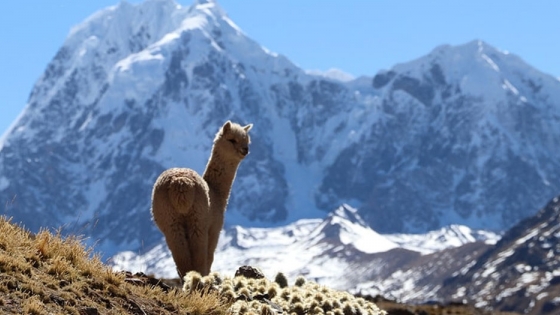 Esta es la increíble cosmovisión andina detrás de la alpaca