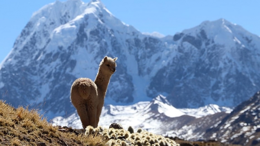 Esta es la increíble cosmovisión andina detrás de la alpaca