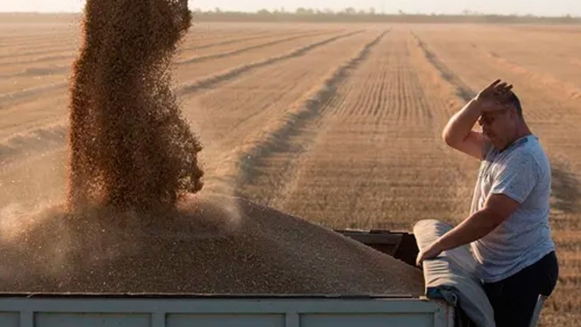 Rusia planea aplicar un mecanismo permanente para la exportación de trigo
