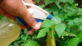 Los ocho insecticidas caseros más fáciles de elaborar para eliminar plagas de tu huerta