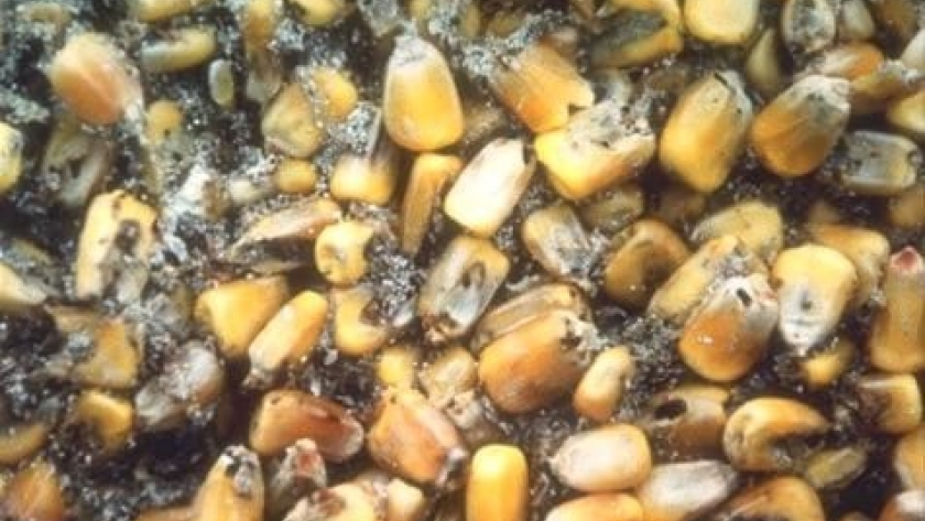 Micotoxinas en el maíz: un problema que afecta la reproducción en cerdos