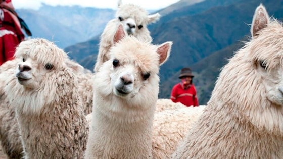 Día Nacional de la Alpaca: Perú es el primer productor de alpaca en el mundo