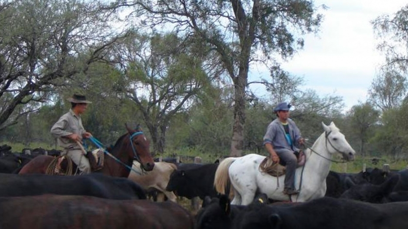 En el bosque nativo, el semáforo sigue intermitente