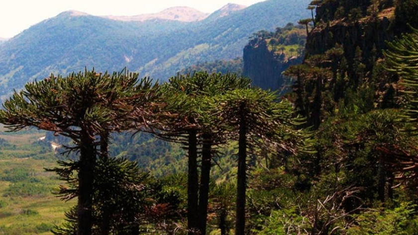 Fauba reveló lo que se esconde debajo de los pinos en la Patagonia Andina