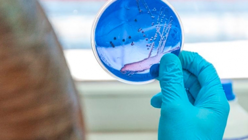 Descubren una especie de bacteria que degrada biomasa
