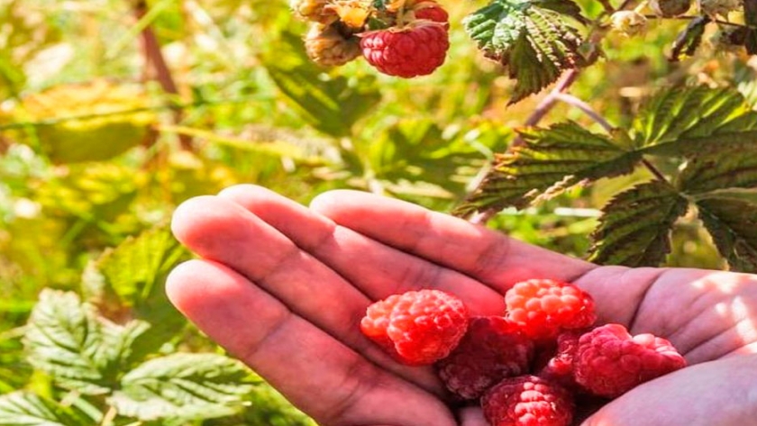 El cultivo de frutos rojos suma adeptos en el Sur provincial