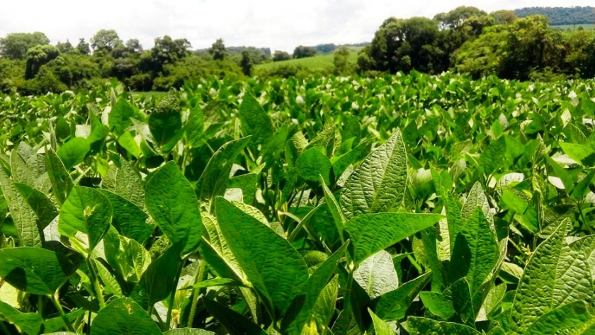 Ante la falta de agua, FMC recomienda Cropshield