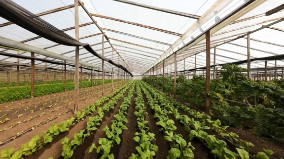 Huerta La Anunciación: modelo de agricultura orgánica y producción consciente en La Plata