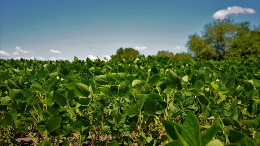 Producto de una alianza comercial, lanzan innovador bioinsumo para soja