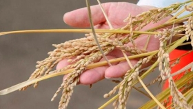 Desarrollan arroz modificado genéticamente capaz de reducir la presión arterial cuando se consume
