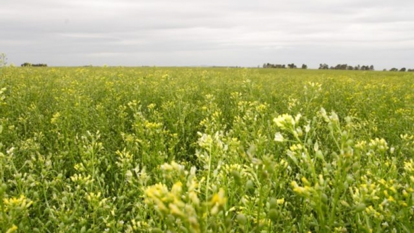 La camelina supera expectativas y crece en superficie cultivada