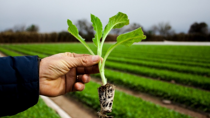 Agricultura promueve la investigación y aplicación de productos biológicos para mejorar la producción tabacalera