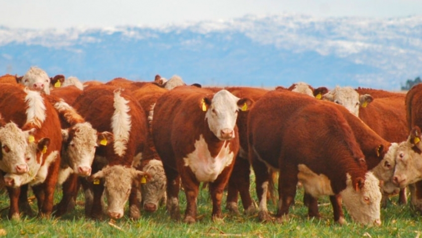 La CORFO participará de la 42º Expo Bovina y 4º Encuentro de Caballos en Esquel