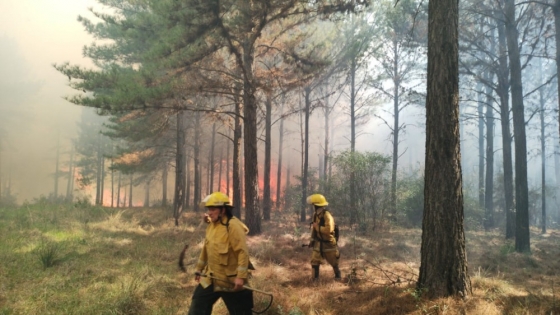 El Servicio Nacional de Manejo del Fuego apoya el combate de incendios en Misiones y en otros puntos del país