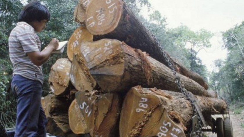 La pérdida de bosques se ralentiza en América del Sur