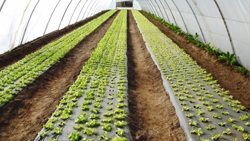 Técnica hortícola acolchado común en el suelo (Mulching)