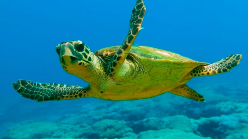 Conocé Santander for the Seas, un proyecto del banco para conservar mares y océanos