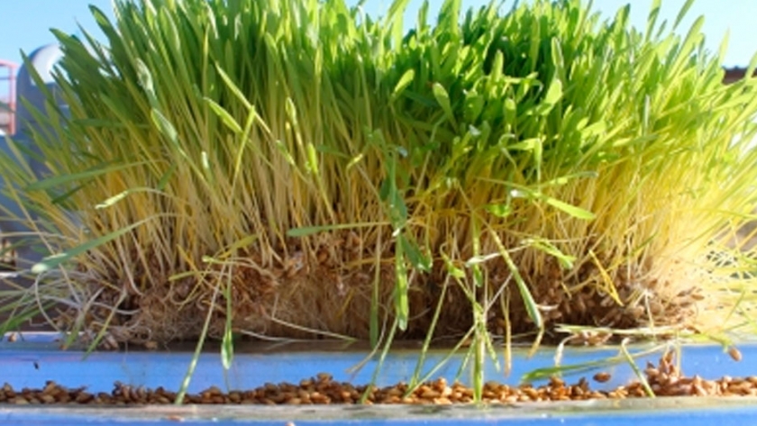 La producción de forraje hidropónico: una solución novedosa en épocas de sequía