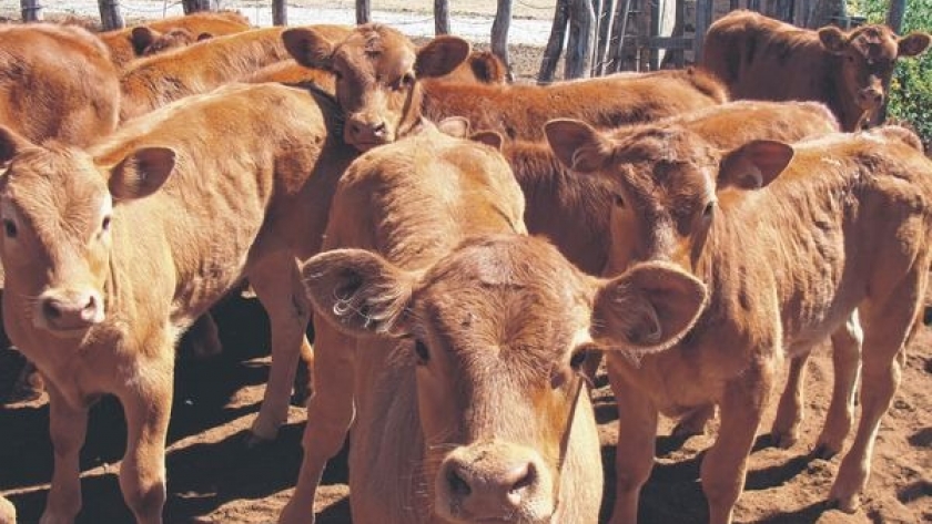En búsqueda de una salud integral: animales, ambiente y personas