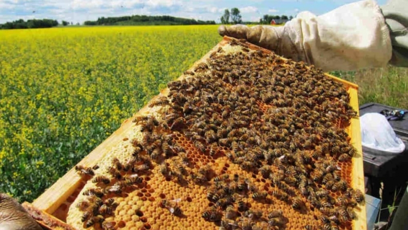 Agricultura impulsa la campaña federal 