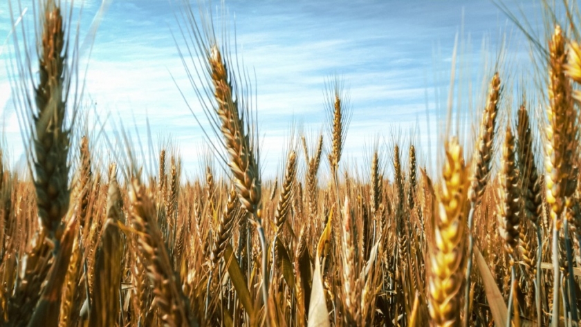 Recuerdan la vigencia de créditos para siembra de trigo y cebada