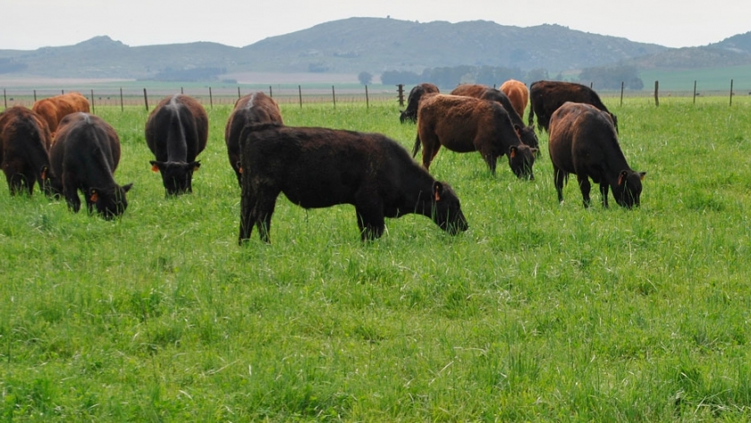 ¿Cuándo es preciso aplicar nitrógeno en las pasturas?