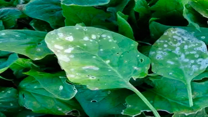 Manejo del estrés de la espinaca