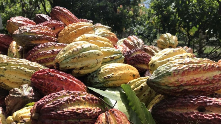 El año cacaotero 2019-2020 registró un crecimiento de 10%, llegando a 64.281 toneladas