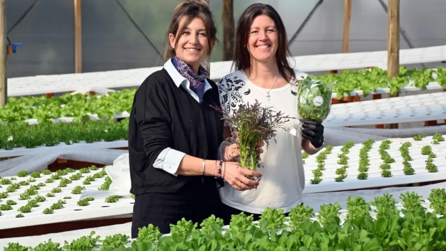De cero a 3.000 plantas al mes: la apuesta por la hidroponía