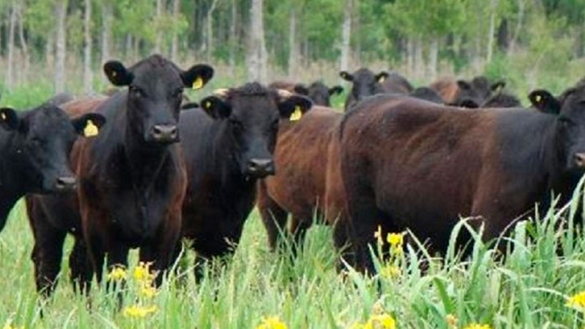 La producción en nuestras islas debe hacerse en forma sustentable y en el marco de las buenas prácticas agropecuarias