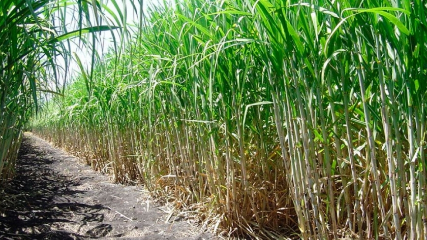 Los productores de bioetanol piden elevar el precio del producto