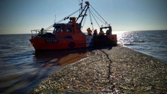 Las embarcaciones costeras del INIDEP saldrán a evaluar juveniles de corvina rubia