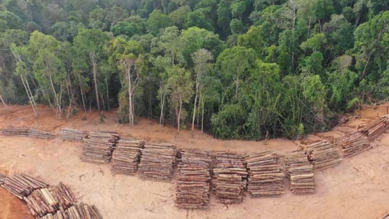 El riesgo de la deforestación de los bosques de América Latina