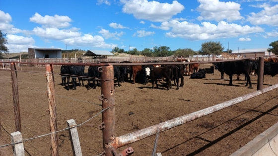 Detallaron cómo es la situación actual del Feedlot ‘La Nely’ ubicado en Donovan