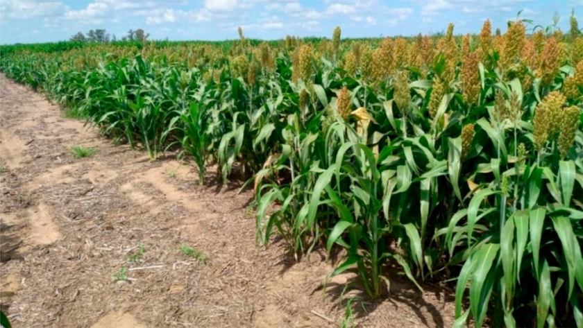 Ensayo comparativo de híbridos de sorgo granífero en el Inta Manfredi