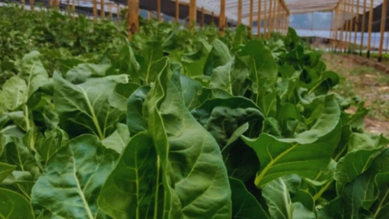Los bioles del INTA impulsan una nueva era de fertilización sostenible