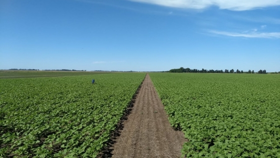 Charla virtual: balance de mitad de año para los agronegocios