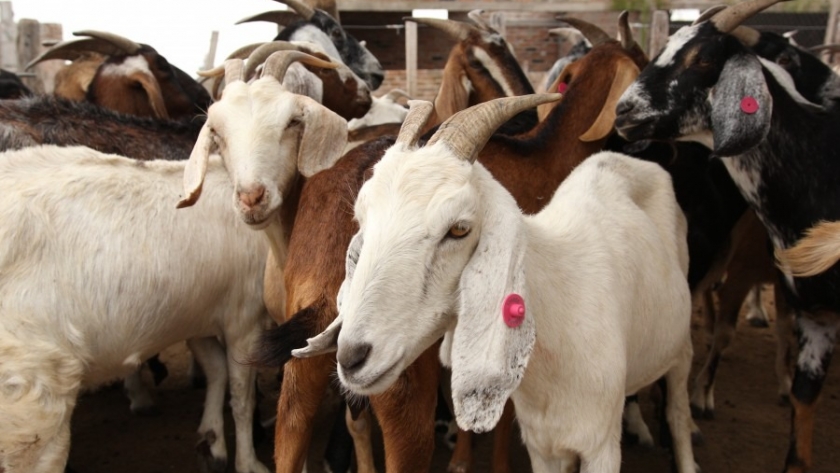 Agricultura impulsa el desarrollo caprino en el Chaco