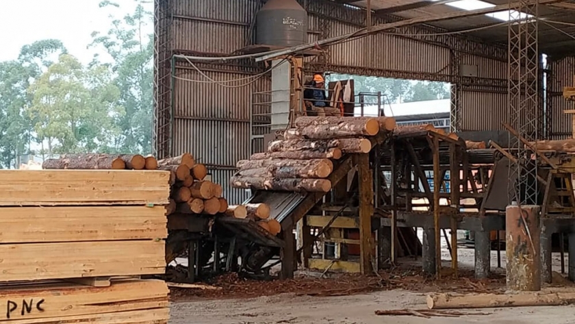 El sector forestal, listo para jugar en primera: con inversiones, podría exportar por US$ 2.600 millones