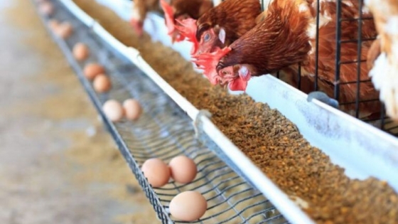 <Los productores de huevos avisan que si les aplican las retenciones del 15% será imposible exportar ese producto y se perderá valor agregado en los granos