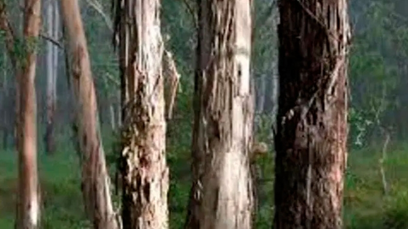 El Eucalyptus dunnii sería el menos eficiente en la producción de madera