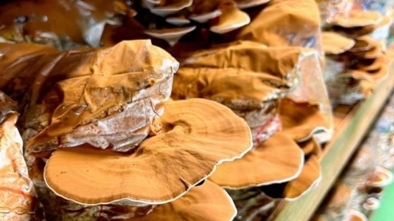 Misiones impulsa la producción de hongos con asistencia técnica y enfoque interinstitucional