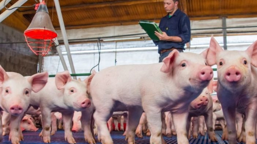 La Comisión de Sanidad Animal del Mercosur analizó la situación sanitaria de la región