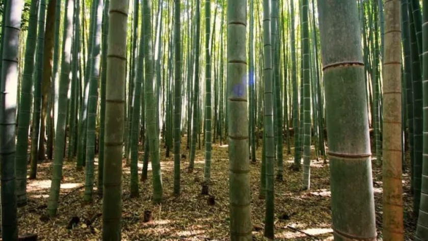 Nuevo estudio muestra que el bambú fermentado puede mejorar la salud intestinal y el rendimiento en cerdos