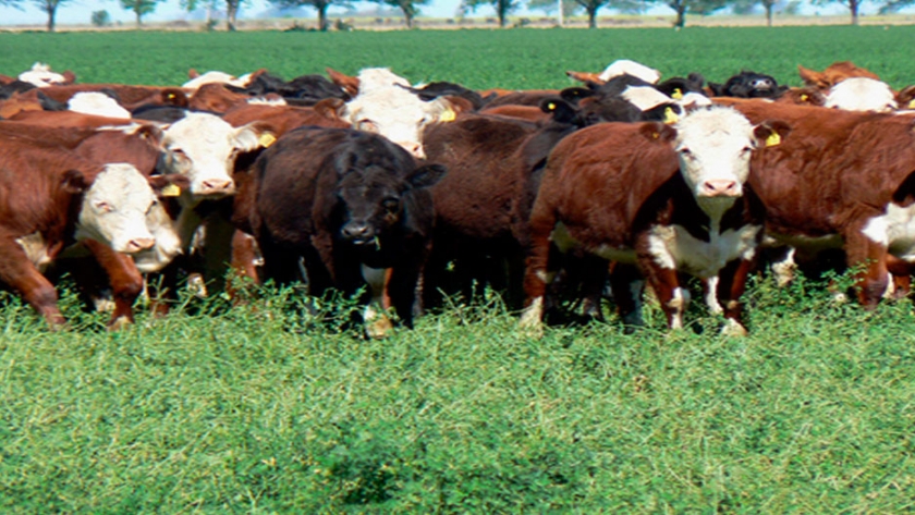 Ganaderos CREA van por más pasturas e invernadas menos livianas