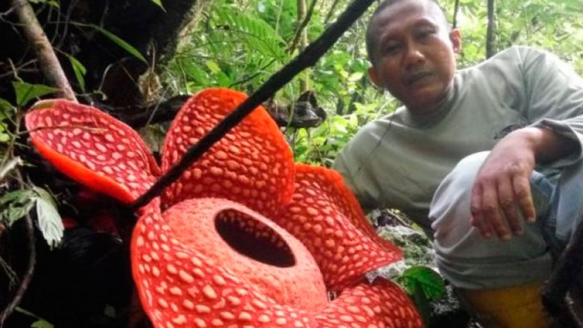 Florece en Indonesia la flor más grande del mundo