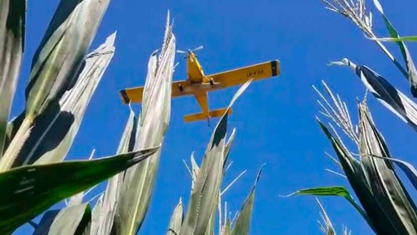 El centeno toma vuelo y aterriza sobre más hectáreas en Córdoba