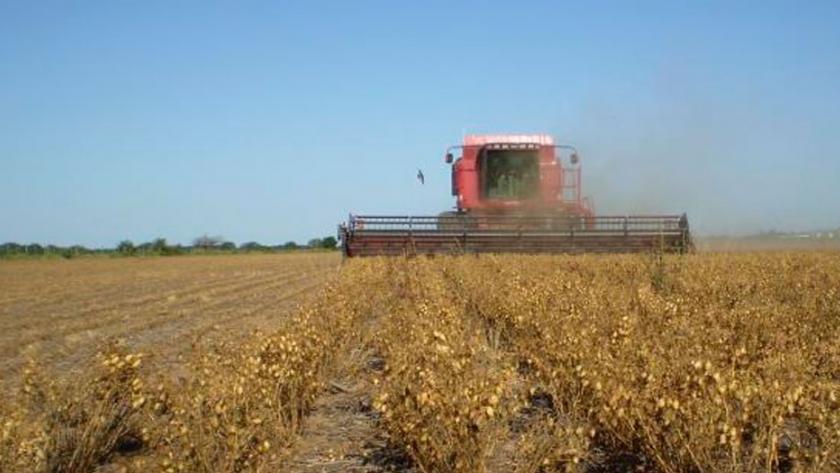 El garbanzo va camino a la peor cosecha en una década